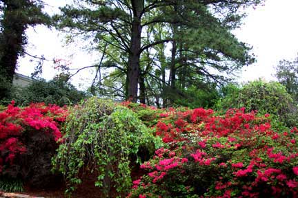 AtlantaTrip2003_files/atlandogwoods.jpg (33250 bytes)